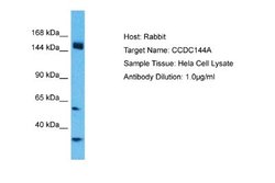 CCDC144A Antibody, Novus Biologicals 100 &mu;L; Unconjugated:Antibodies,